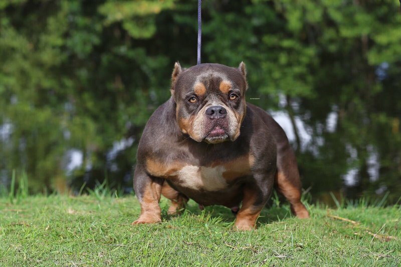 Dog Featured Image