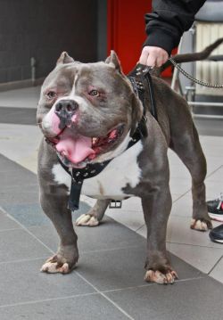 Dog Featured Image