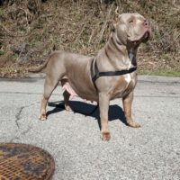Dog Featured Image