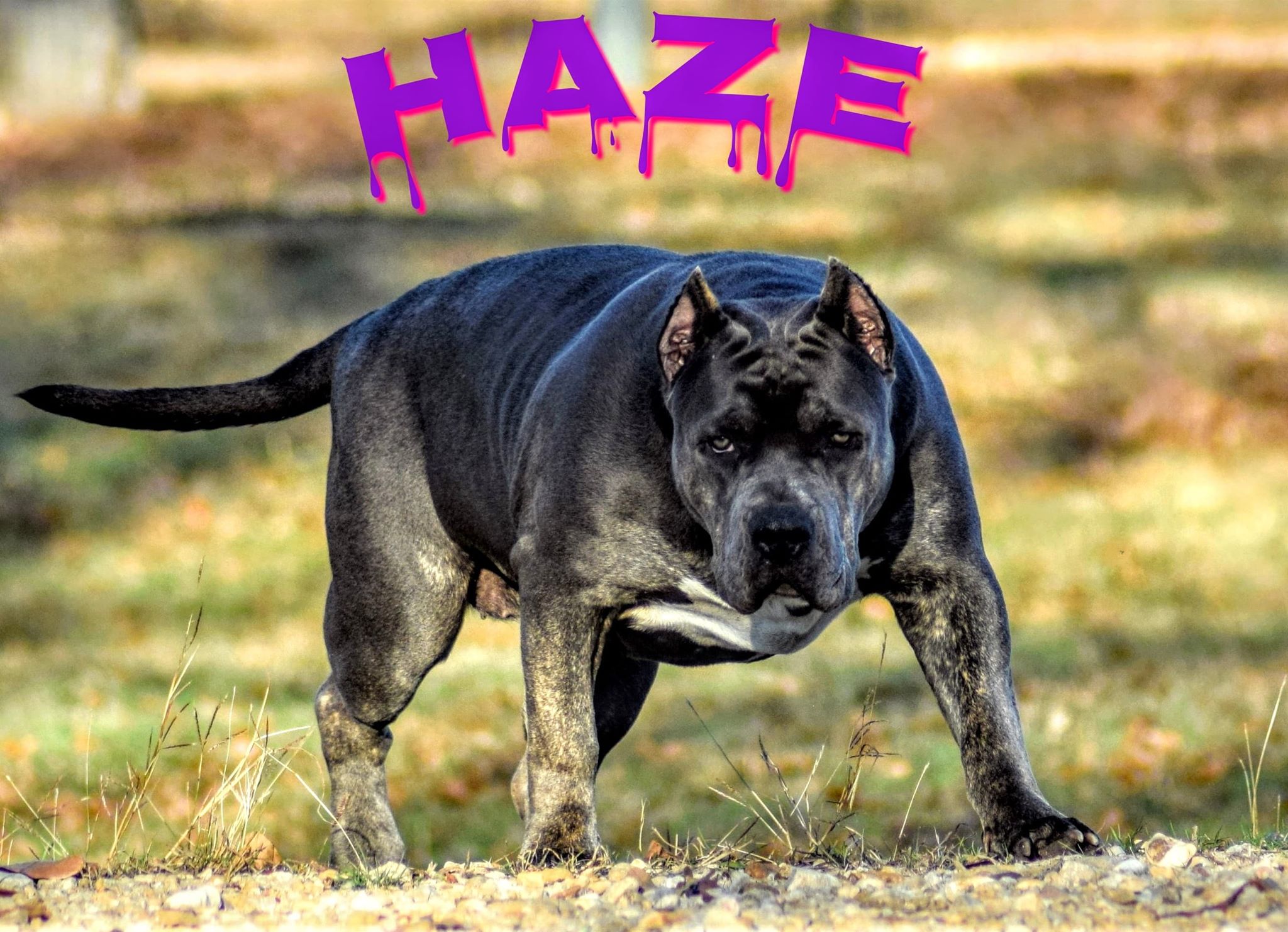 Dog Featured Image