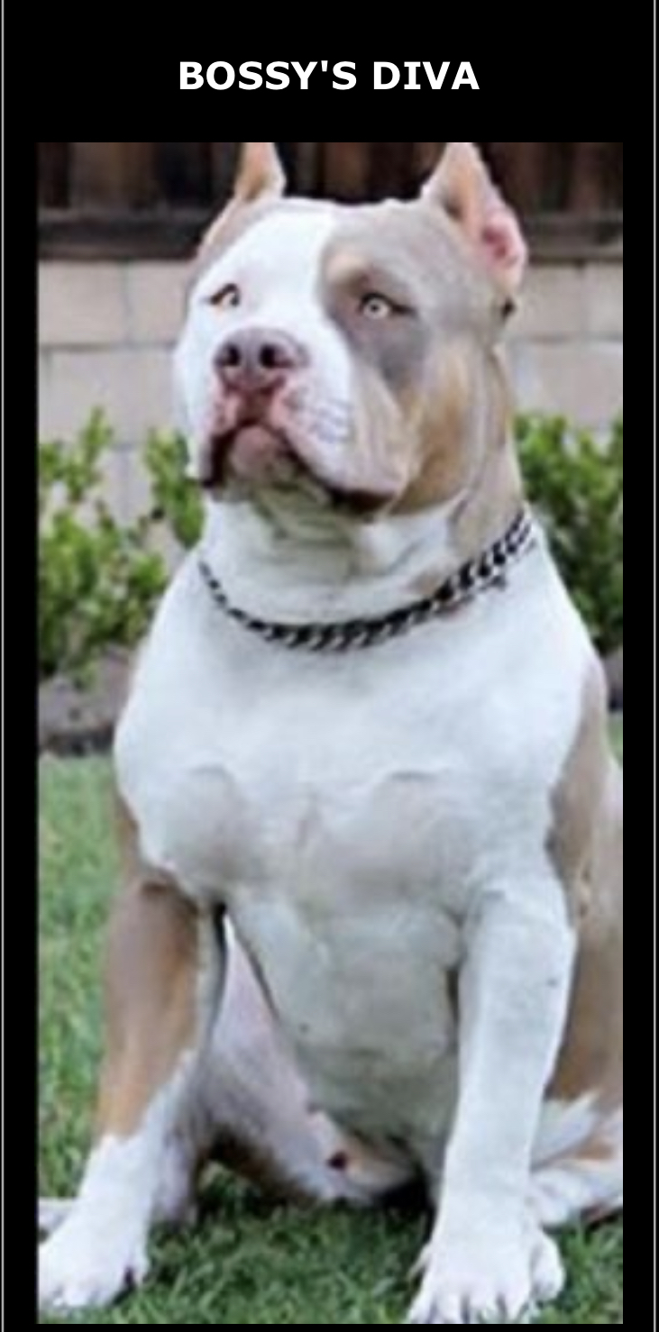 Dog Featured Image
