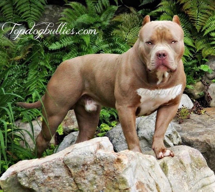 Dog Featured Image