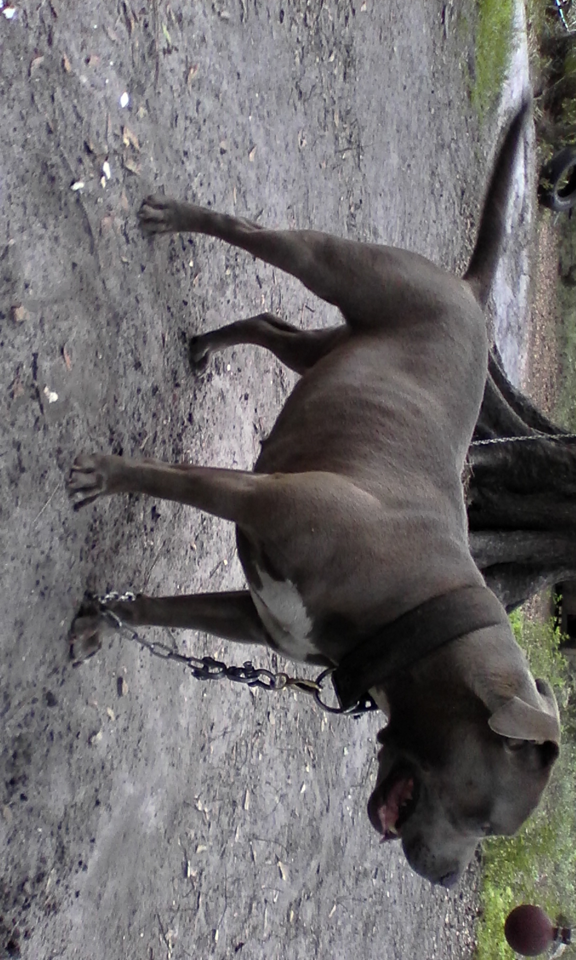 Dog Featured Image
