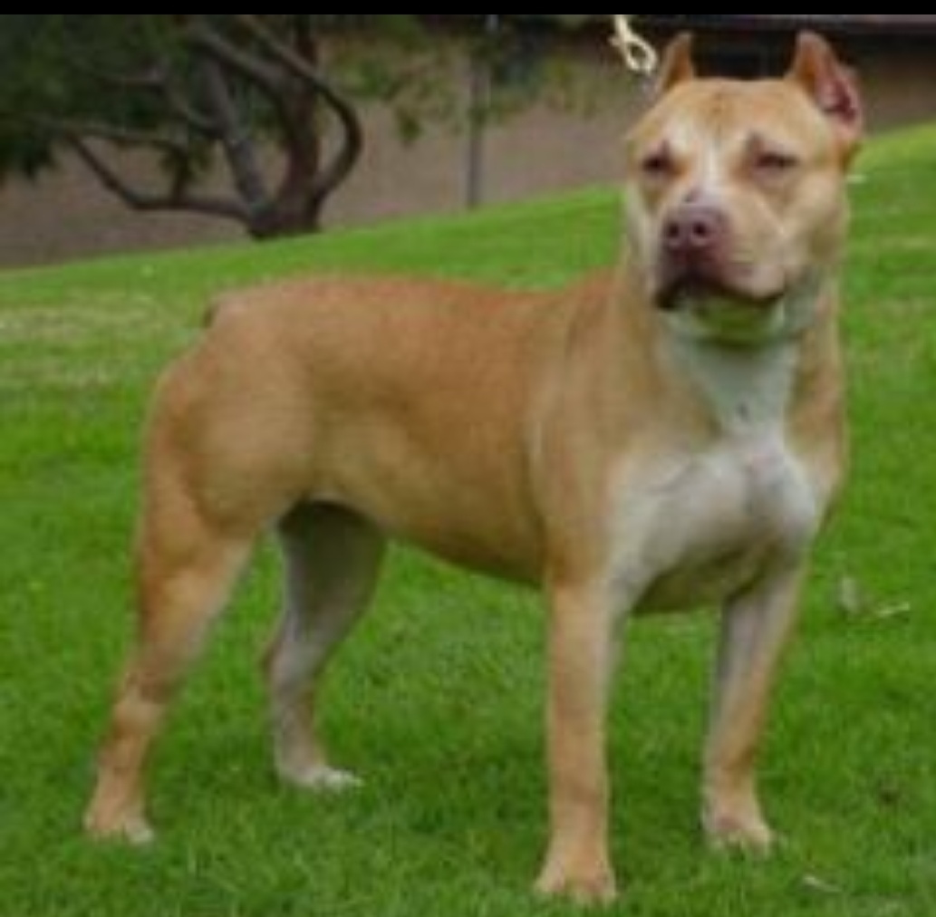 Dog Featured Image