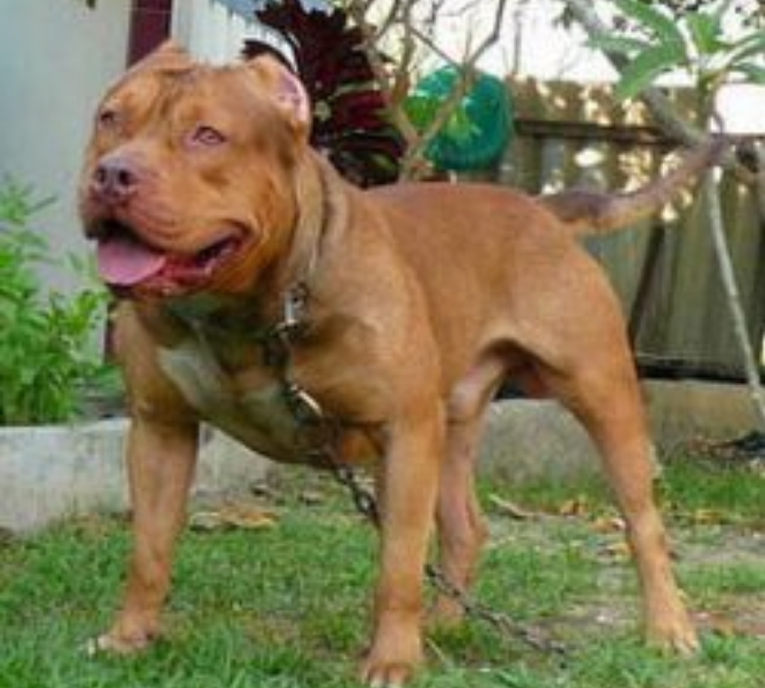Dog Featured Image