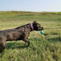 Dog Featured Image