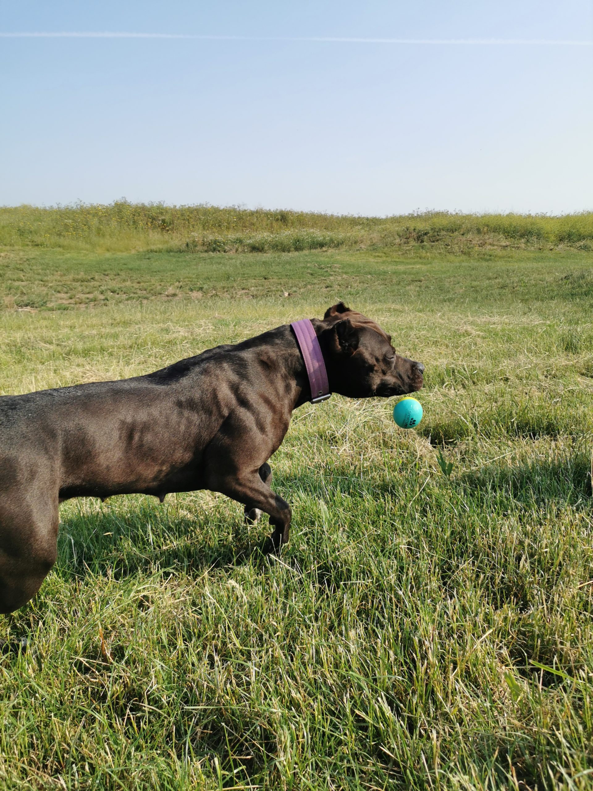 Dog Featured Image