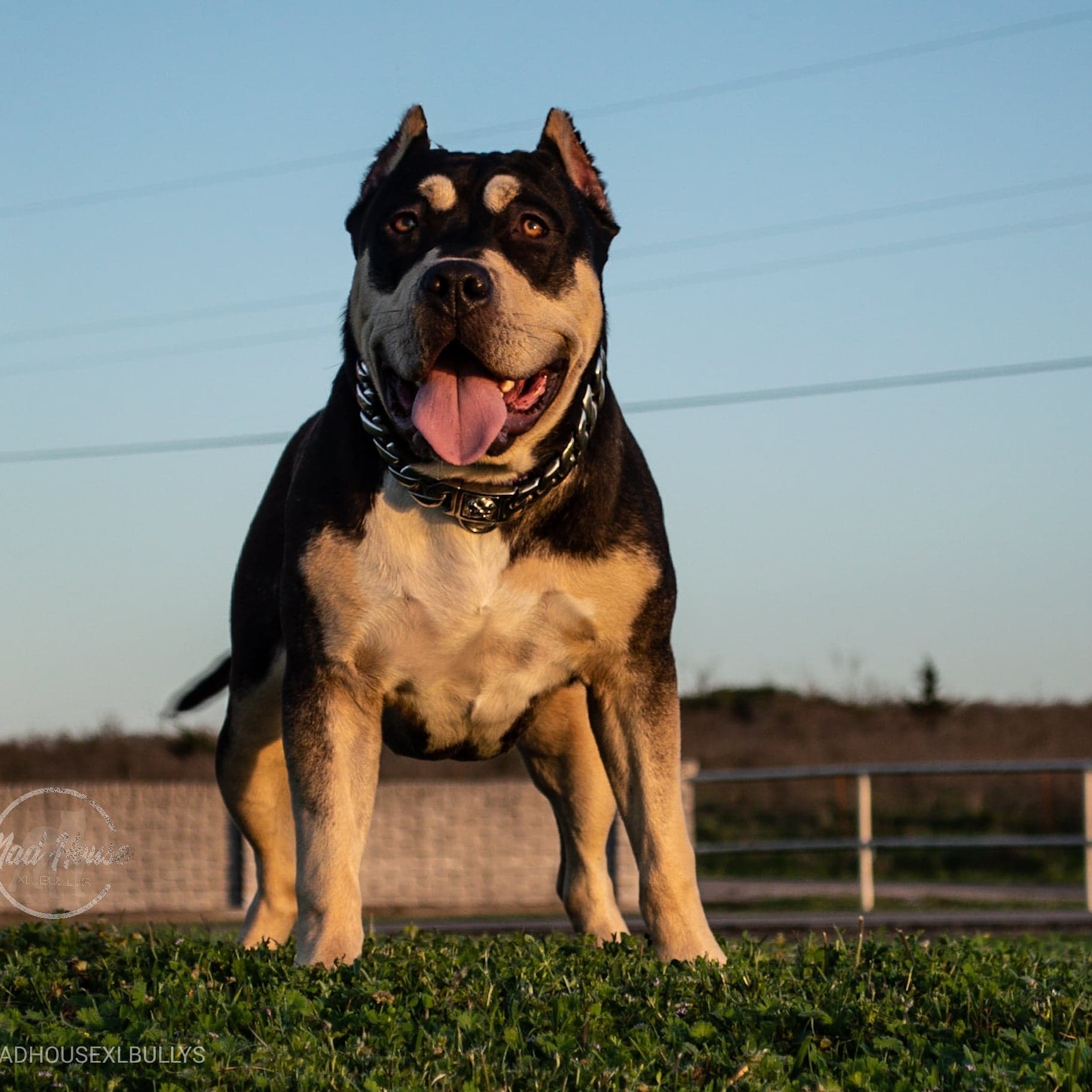 blue mountain xl bullies