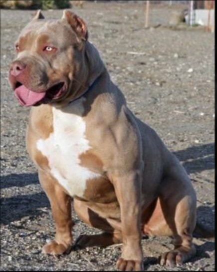 Dog Featured Image