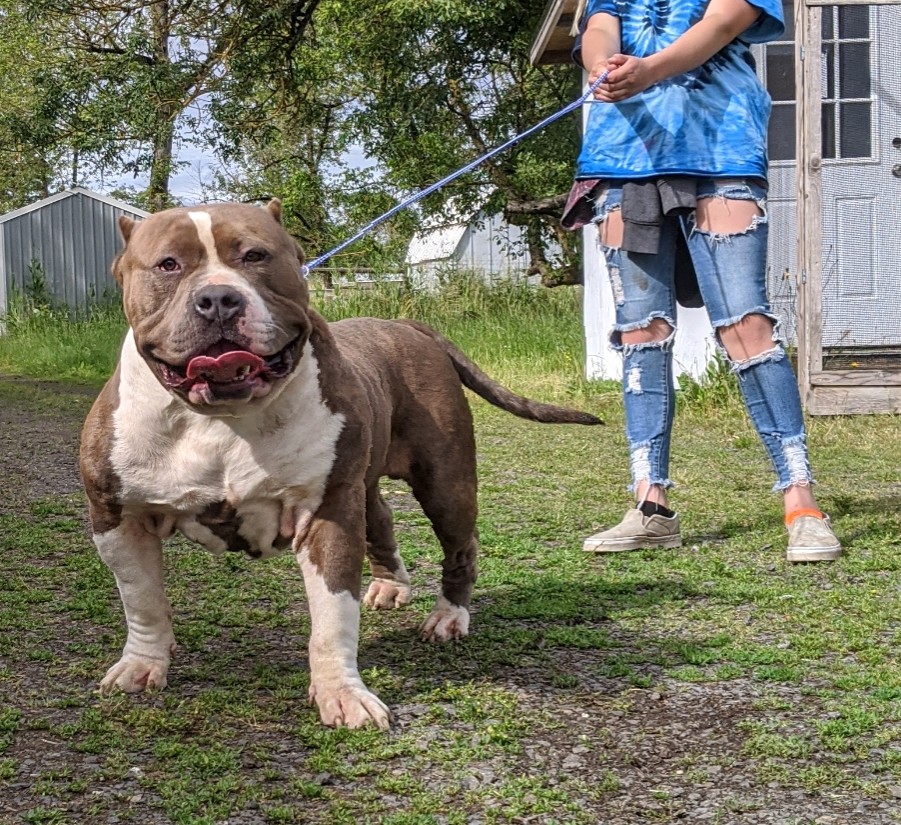 Dog Featured Image
