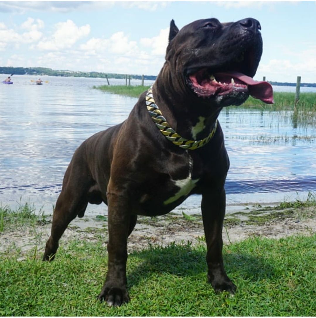 Dog Featured Image