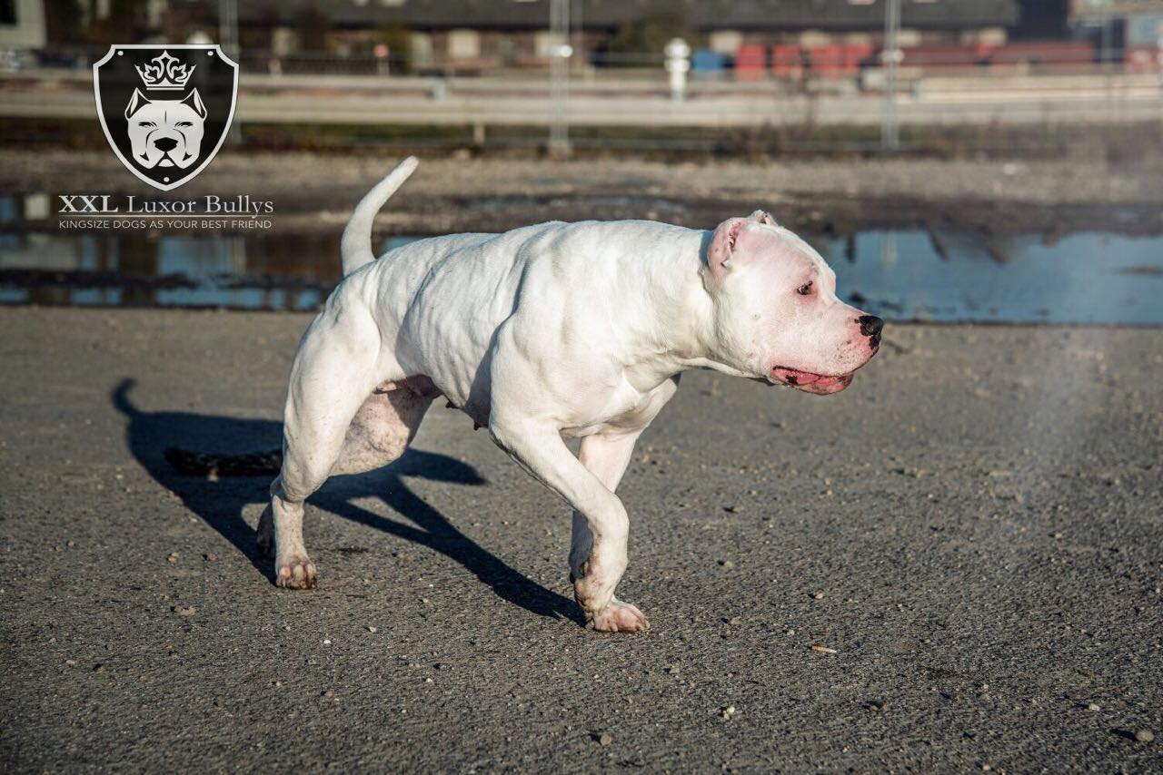 Dog Featured Image