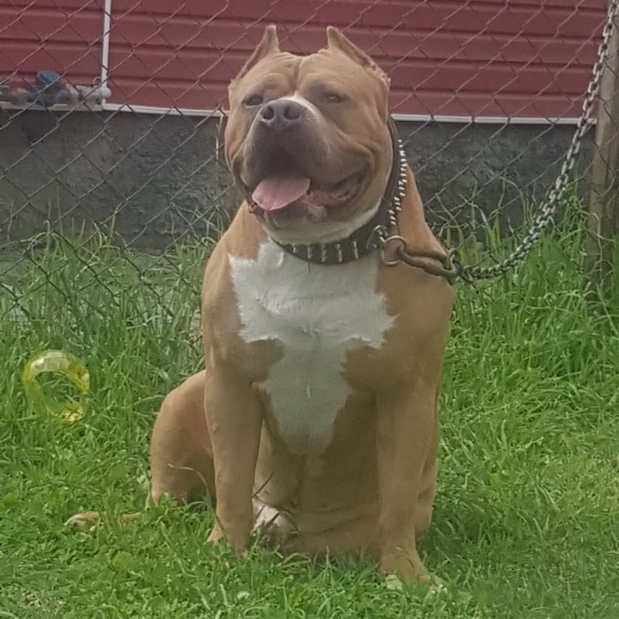 Dog Featured Image