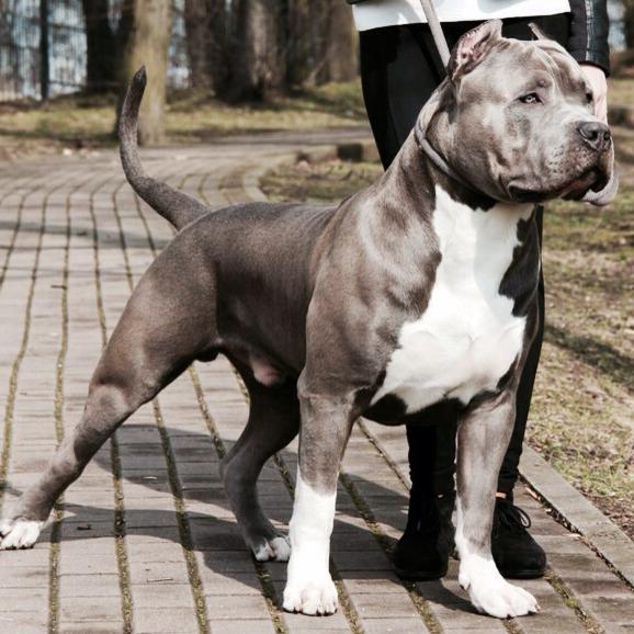 Dog Featured Image