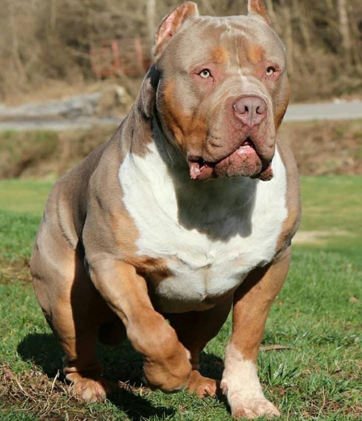 Dog Featured Image