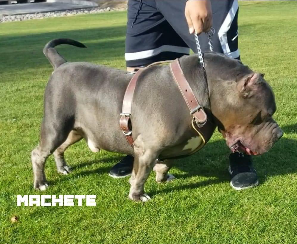 Dog Featured Image