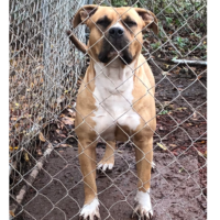 Dog Featured Image