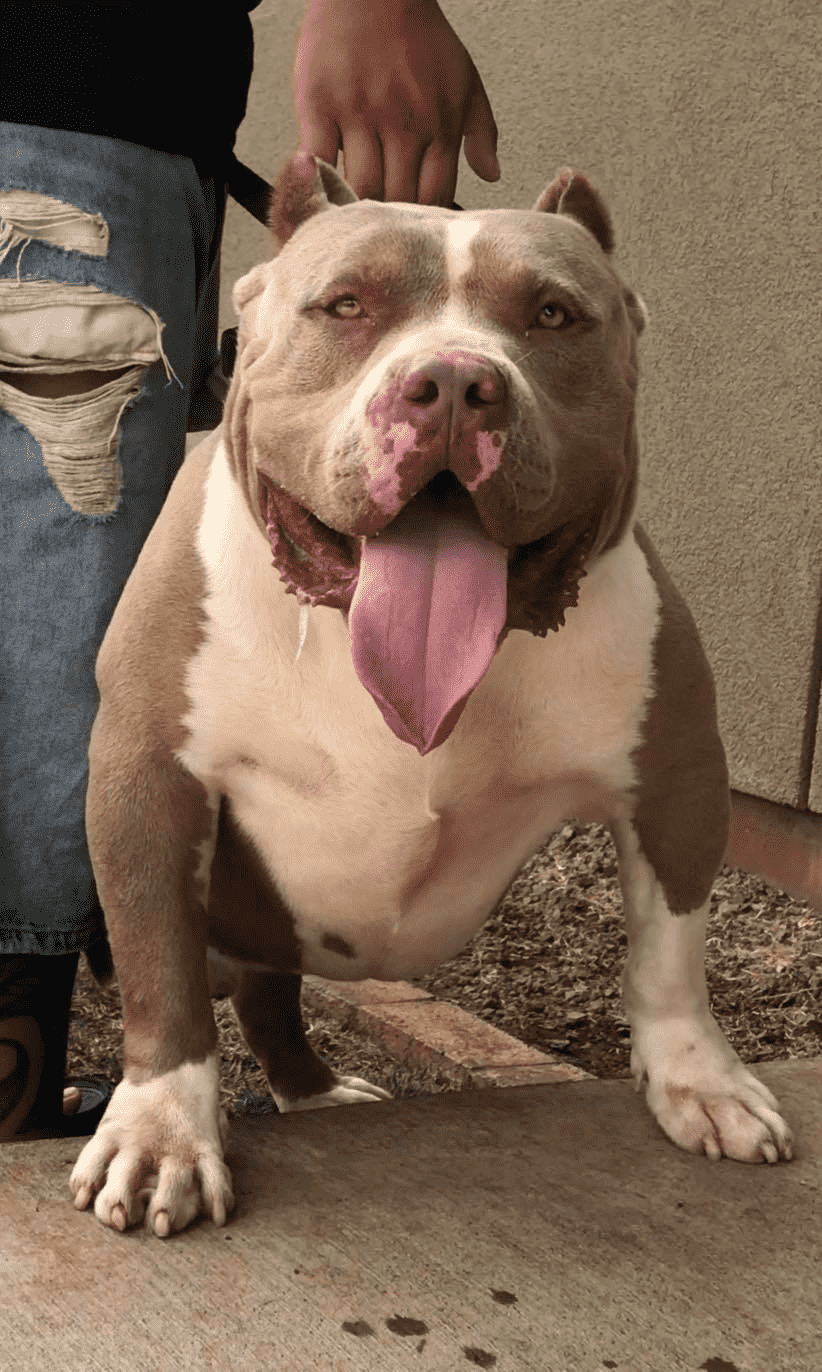 Dog Featured Image