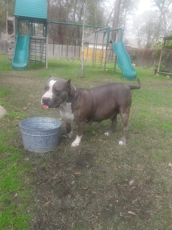 Dog Featured Image
