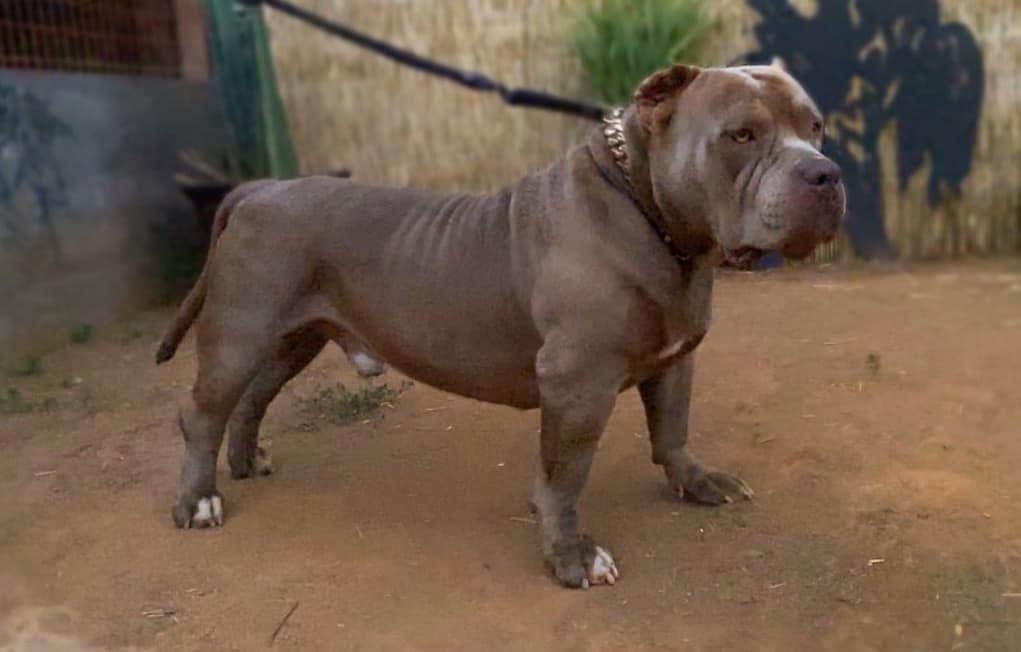 Dog Featured Image