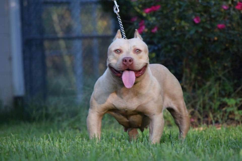 Dog Featured Image