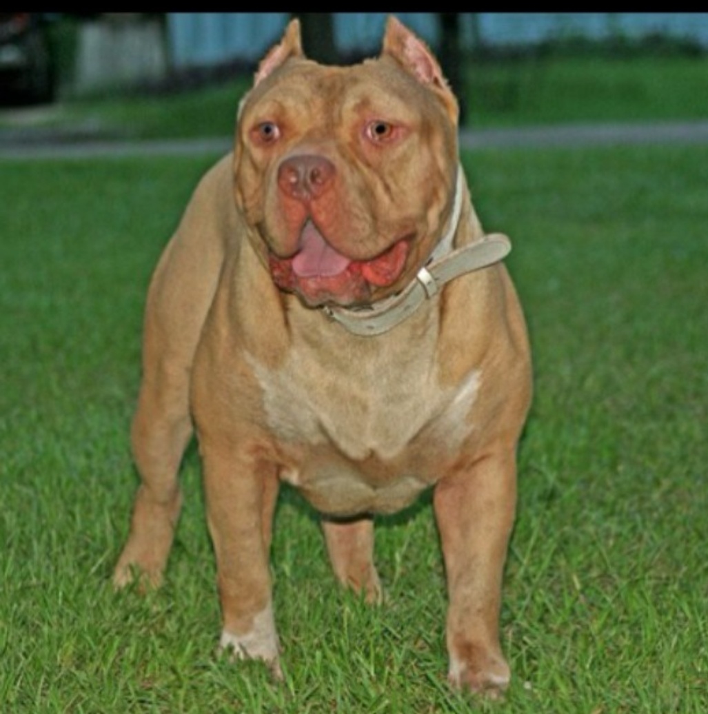 Dog Featured Image