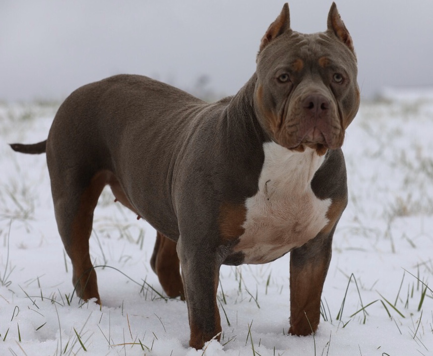 Dog Featured Image