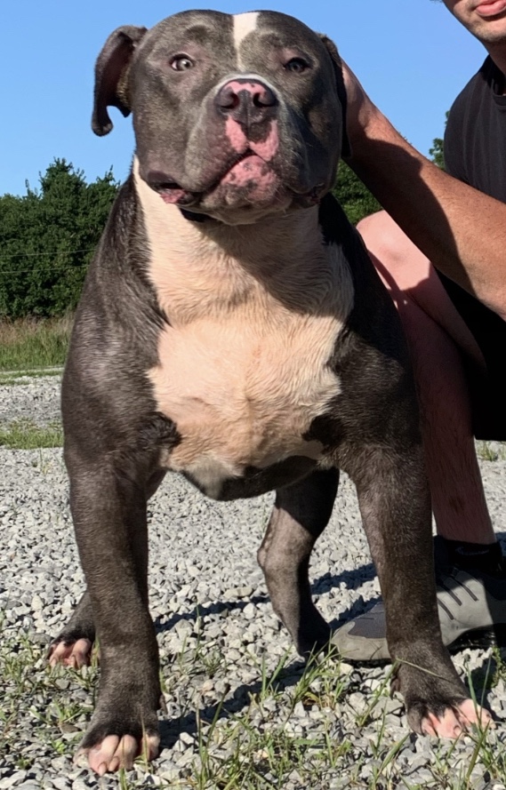 Dog Featured Image