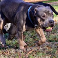 Dog Featured Image