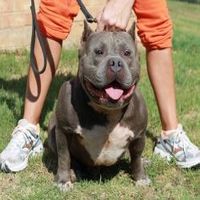 Dog Featured Image