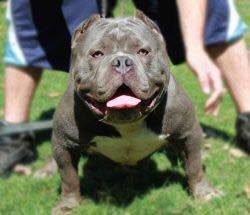 Dog Featured Image