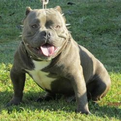 Dog Featured Image
