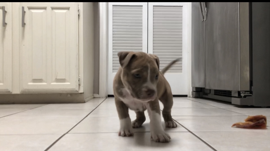 Dog Featured Image