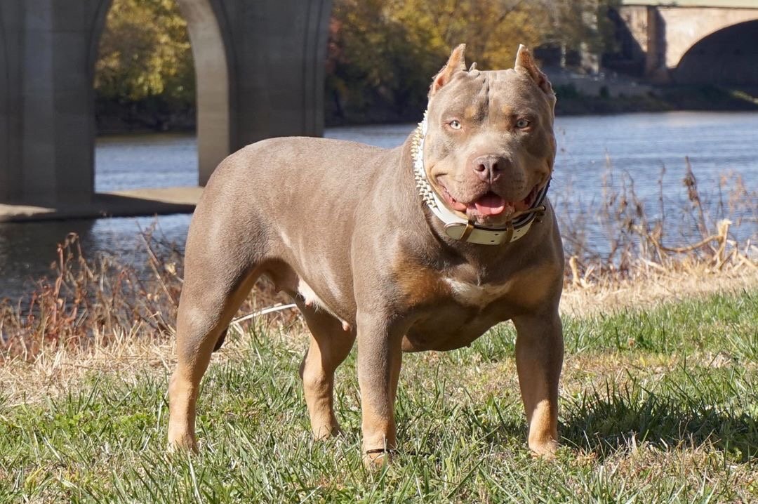 Dog Featured Image