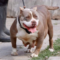 Dog Featured Image