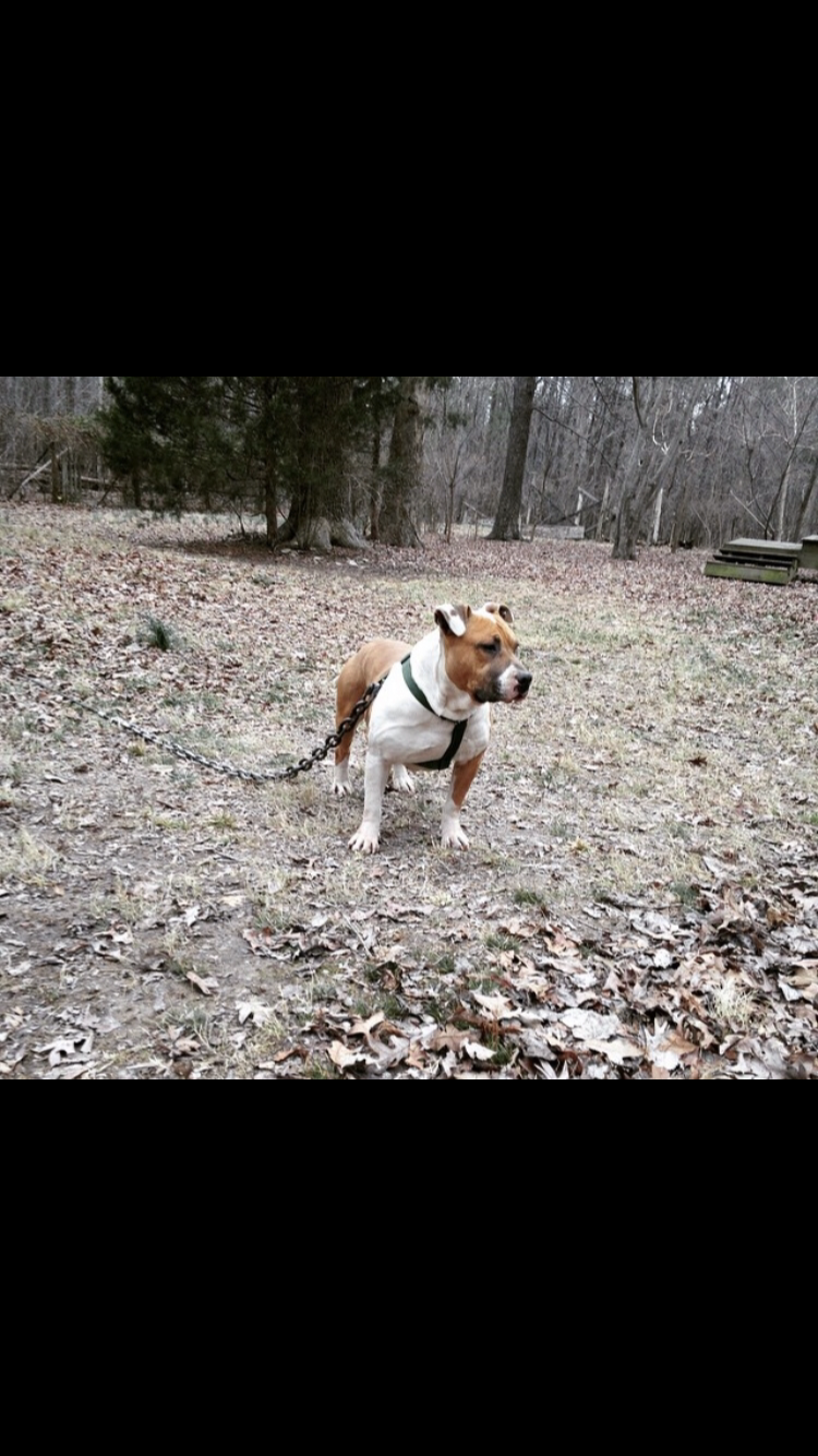 Dog Featured Image