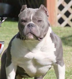 Dog Featured Image