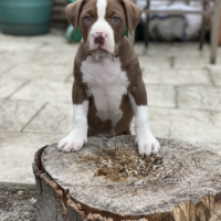 Dog Featured Image