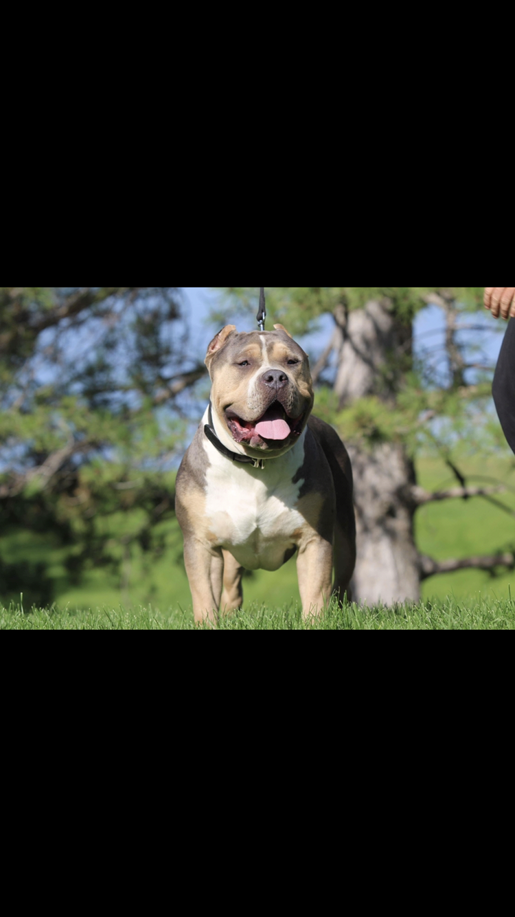 Dog Featured Image