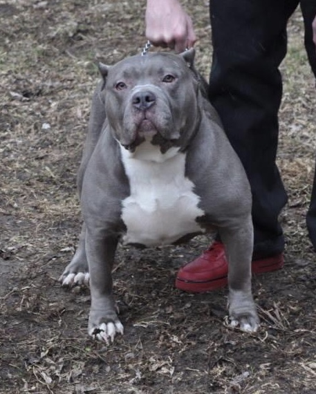 Dog Featured Image
