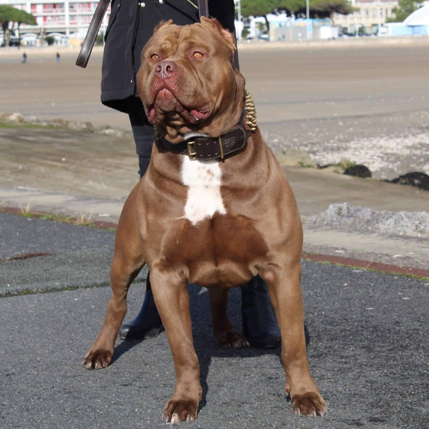 Dog Featured Image