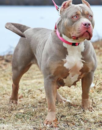 Dog Featured Image