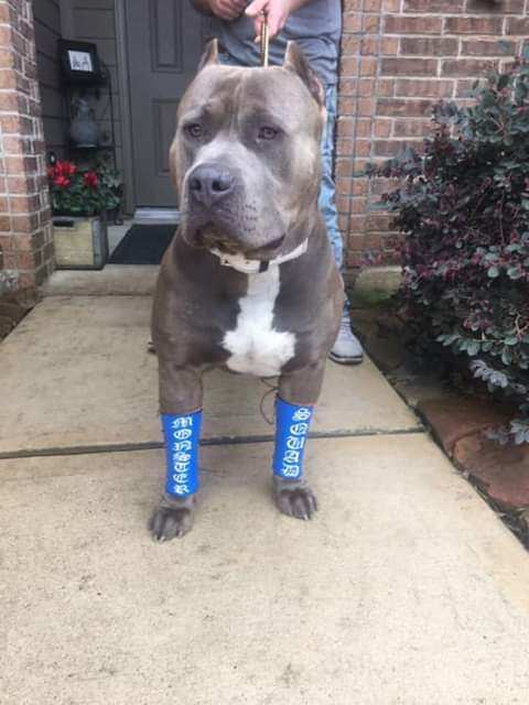 Dog Featured Image