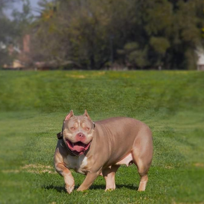 Dog Featured Image