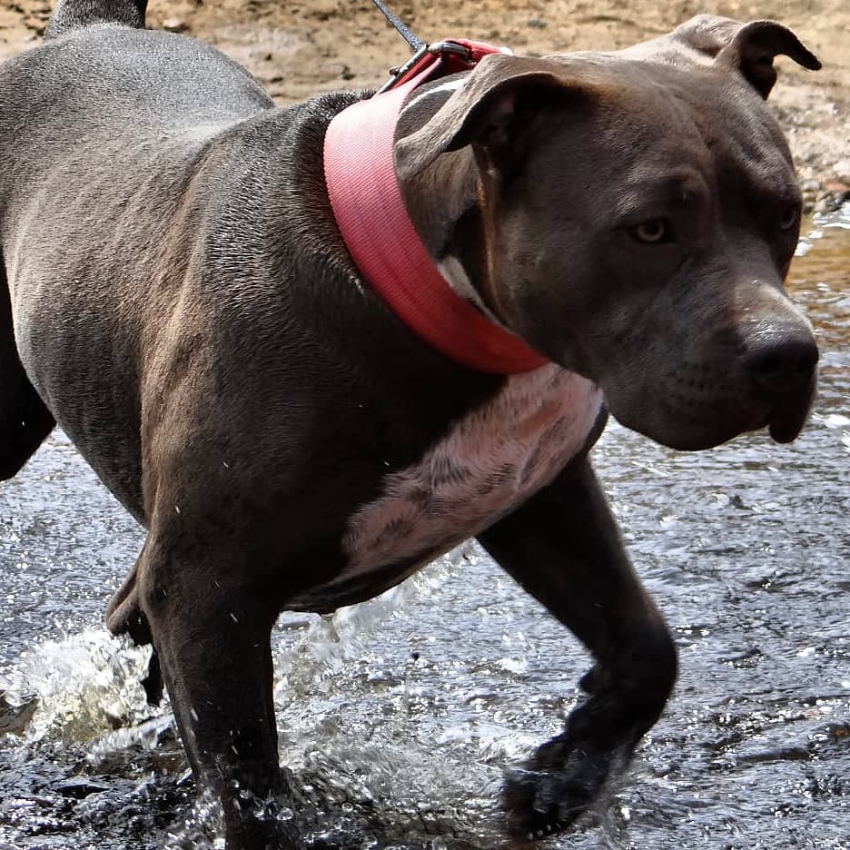 Dog Featured Image
