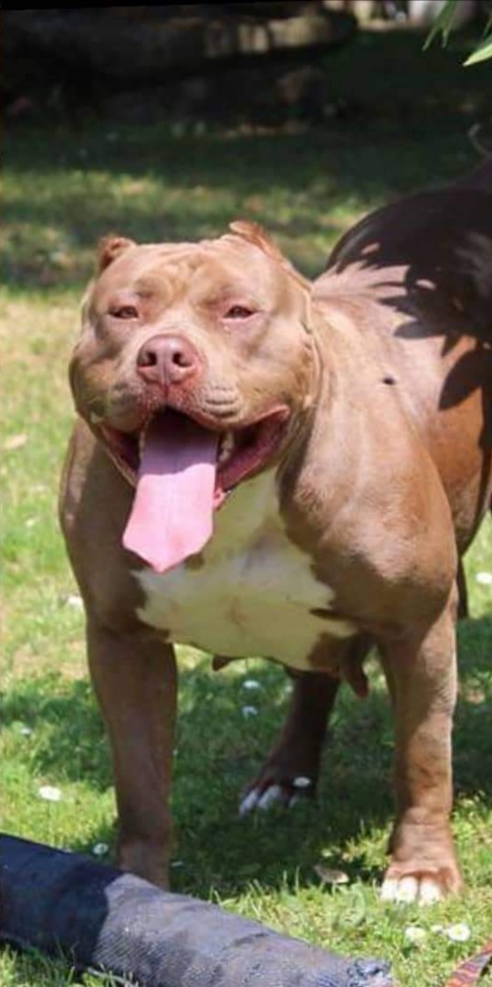 Dog Featured Image