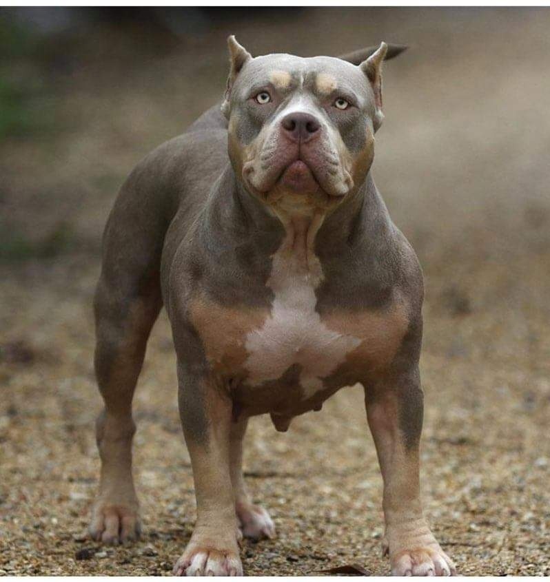 Dog Featured Image