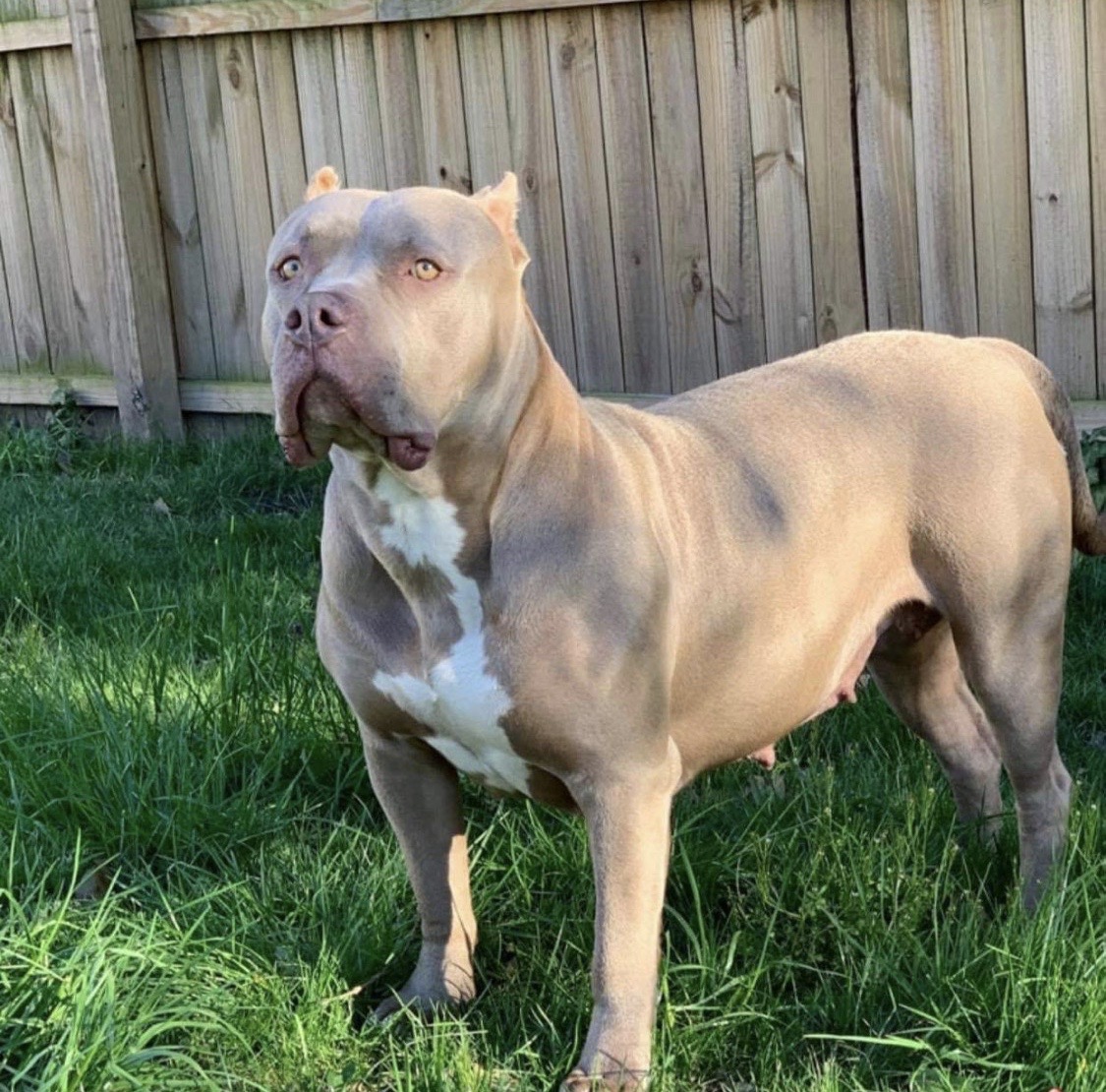 Dog Featured Image