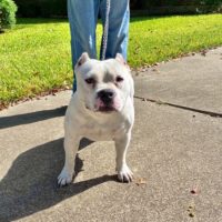 Dog Featured Image
