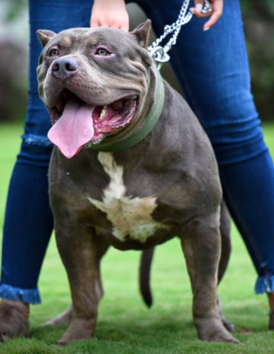 Dog Featured Image
